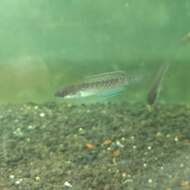 Channa stewarti baby