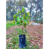 Pokok Anak Durian Duri Hitam D200 dan Musang King D197