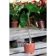 Alocasia Zebrina 斑马海芋(P170) - Real Plant
