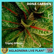 QD8M AGLAONEMA VARIETY RED ORANGE SIAM, PINK BUTTERFLY, YELLOW DONA CARMEN, LIVE PLANTS FOR LUZON AR