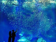 Tour Ngày Đền Kashima, Chợ Cá Nakaminato và Thủy Cung Aqua World Oarai