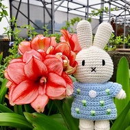 荷蘭 Just Dutch | Miffy 米飛兔 編織娃娃和她的粉藍鬱金香洋裝