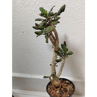 Euphorbia Decaryi 树桩皱叶麒麟