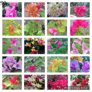 Plants ✫SET 40 STEM CUTTINGS  20 RARE VARIETIES BOUGAINVILLEA CUTTINGS NOT YET ROOTED☬