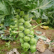 Baby Cabbage seeds /Benih Brussel Sprouts Long Island 孢子甘蓝种子