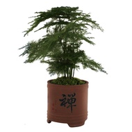 Artificial plant Home Decoration Green plants seed Bunga Asparagus bonsai ruang tamu desktop ungu pasir bonsai tanaman h