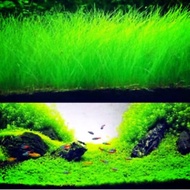 Aquarium Plant Fish Shrimp: Carpet Plant Seed Full Set