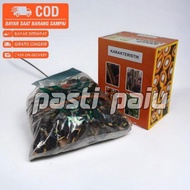 Bibit benih kecambah sawit Topaz unggul isi 250