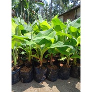 Bibit Pisang Kepok kuning super - pohon Pisang lampung - pohon pisang sunpride - pohon pisang ambon