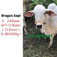 Brangus Moncong Tali - Keluh Sapi Harness - Semua Usia Ada