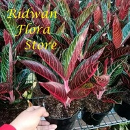 - PROMO TANAMAN HIAS AGLONEMA RED SUMATRA - BUNGA AGLONEMA RED SUMATRA