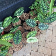 Alocasia Dragon Scale