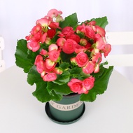 Hot-selling Instant Potted Flowers Regal Rose Begonia Begonia Seedlings Double Petals with Blooms Ea