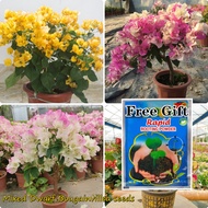 100pcs Colorful Bougainvillea Flower Seeds Real Potted Live Plants for Sale Bonsai Bougainvillea Pla