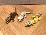 絕版 Bandai Premium Gashapon扭蛋 生物大圖鑑 豹紋守宮 睫角守宮 黑眼鷹蜥