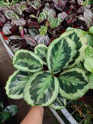 Calathea Shine Star with FREE plastic pot, pebbles and soil. Real Plants not Seeds / Indoor Plant / Plants for Sale