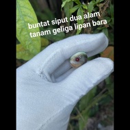 batu buntat siput tanam geliga lipan bara(hidup)