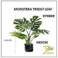 KY9899~>MONSTERA TREE X 7LEAF ~>🔥[READY STOCK]🔥