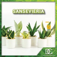 🌱DGHD- Sansevieria Indoor Real Live (POT 150) Snake Plant Gloden Flame/ Gloden Dust / Laurentii / Mo