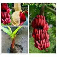 BIBIT PISANG MERAH/BIBIT PISANG KIDANG