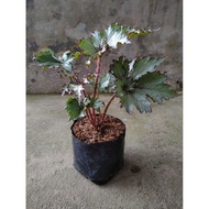 Begonia sp