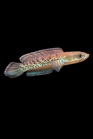 Channa Stewarti