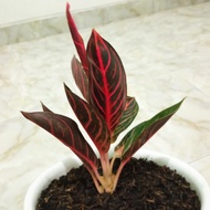 aglonema red sumatra