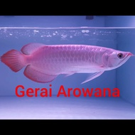 Ikan Arwana Super Red +-30 Spesial Spon