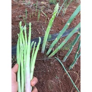 5 medium ASPARAGUS ROOTS (1 year old roots) sprouted after planting for 2-3 days