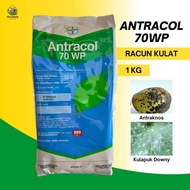 Antracol 70WP Racun Kulat Serbuk Racun Propineb 1kg Racun Kulat Fungicide Racun Kulat Antraknos Cili