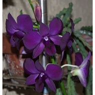 Dendrobium Orchid Dark Blue Potted Flower Plant - Fresh Gardening Indoor Plant Outdoor Plants for Home Garden