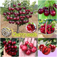 🌱ปลูกง่าย🌱 เมล็ดสด 100% เมล็ดพันธุ์ เชอร์รี่ บรรจุ 30 เมล็ด Sweet Cherry Seeds Fruit Seeds for Planting เมล็ดพันธุ์ผลไม้ ต้นไม้ผลกินได้ ต้นไม้กินผล บอนสีพันหายาก เมล็ดผลไม้ พันธุ์ไม้ผล บอนไซ ต้นไม้มงคล เมล็ดพันธุ์บอนสี ต้นไม้ ต้นไม้แคระ อร่อยมาก Plants