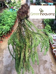 GHZ - Huperzia Phlegmaria Tassel Fern Gergaji Pokok Paku Pakis 杉叶石松