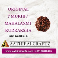 Original 7 (Seven) Mukhi Rudraksha
