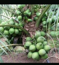 bibit kelapa hijau nias