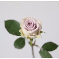 Fresh Rose Light Purple Yam Flower  - Fresh Flowers Arrangement Online Flower Delivery Flower Decoration