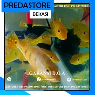 pbass Kelberi golden Bahia