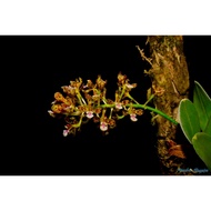 Augustfame - Acriopsis densiflora Minature Orchid
