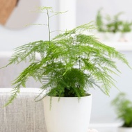 [Indoor Plant] Asparagus Setaceus Fern 文竹
