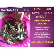 LOBSTER AIR TAWAR HIDUP