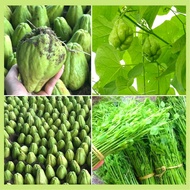 Combo of 2 chayote seeds, easy to grow, easy to care for, few pests.