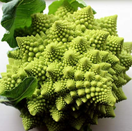 Romanesco Broccoli Vegetable Organic Seed(Brassica oleracea Romanesco)
