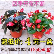 Four Seasons Begonia Rose Begonia Potted Plant Indoor Courtyard Four Seasons Blooming Begonia Glass 