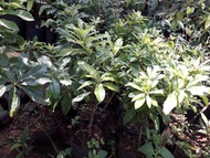 CÂY GIỐNG THANH MAI [ DỄ TRỒNG NĂNG SUẤT CAO ] [ GHN EXPRESS ]