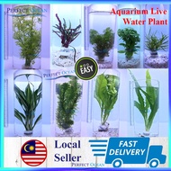 Aquatic Live Aquarium Water Plant Low Level Aquascape Java Fern Moss Narrow Leaf Pokok Tank 🌊READY STOCK🌊| Perfect Ocean
