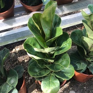 Fiddle Leaf Fig (pokok hidup)