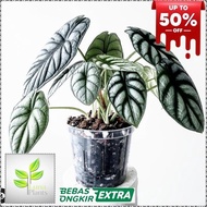 Tanaman hias alocasia silver dragon - dragon scale silver rawatan