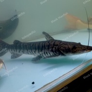 Tsn Tgr Catfish Size Besar