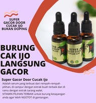 penggacor cucak ijo SUPER GACOR DOOR CUCAK IJO juara gantang