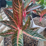 Aglonema Red Sumatra / Aglonema Redsum